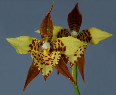 Rhynchostele  maculata , botanic , 6 cm