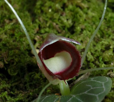 Corybas pictus, Borneo