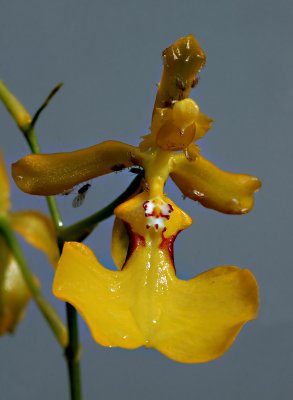 Oncidium warscewiczii, botanic, height of flower 3 cm