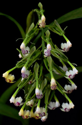 Epidendrum scriptum