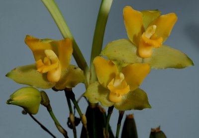 Lycaste consobrina