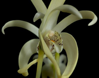 Dendrobobium rex, close