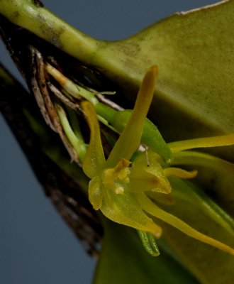 Restrepiopsis colombia  1.5 cm