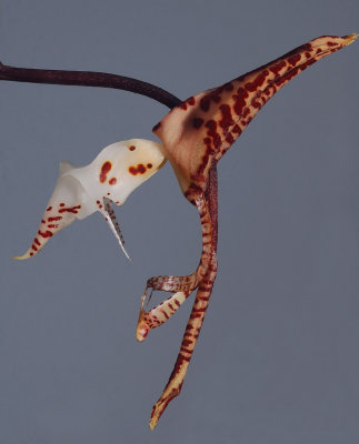 Gongora sp. height 6 cm