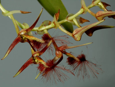 Bulbophyllum barbigerum, flowers about  1  cm