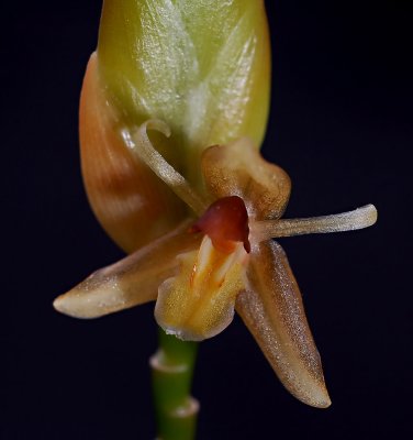 Geesinkorchis breviunguiculata , botanic, very rare , flower 1 cm