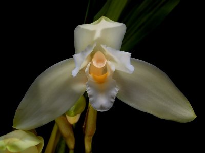 Lycaste frank hoyt, flower 10 cm