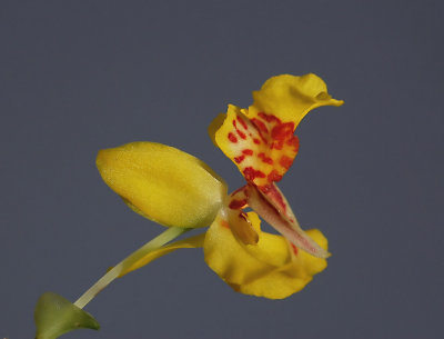 Lockhartia oerstedii ,  1 cm    growing upside down