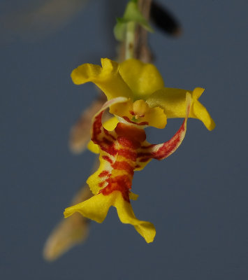 Lockhartia oerstedii,  1 cm