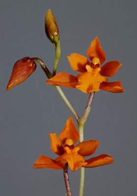 Cyrtochilum retusum,  botanic  2 cm