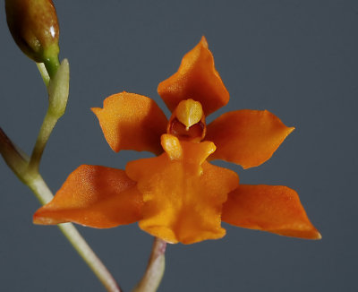 Cyrtochilum retusum , botanic 2 cm