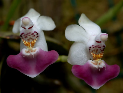 Phalaenopsis parishii , botanic  1 cm