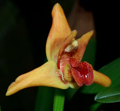 Maxillaria elatior, botanic , flower 4 cm, plant 1 meter