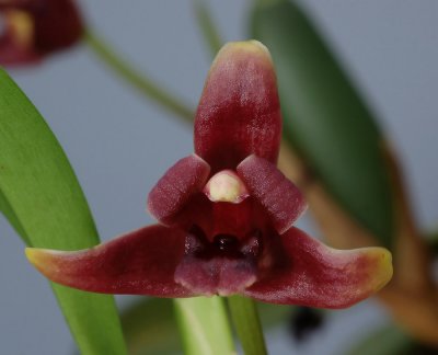 Maxillaria variabilis, red, botanic 2 cm