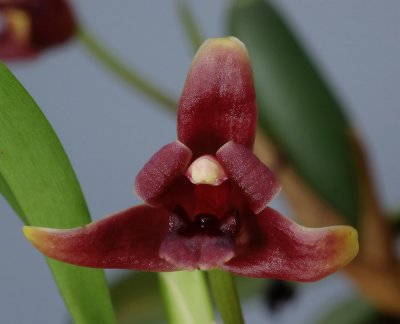 Maxillaria variabilis, red, botanic  2 cm