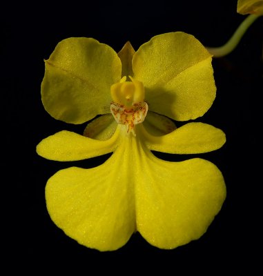 Oncidium onustum