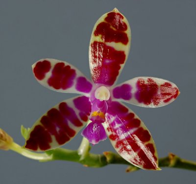 Phalaenopsis bastianii, botanic