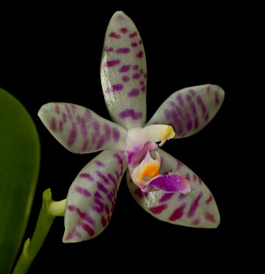 Phalaenopsis lueddemanniana 'delicata'  botanic