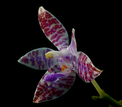 Phalaenopsis lueddemanniana, botanic