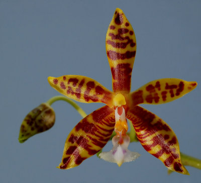 Phalaenopsis natural hybrid,  flower 4 cm