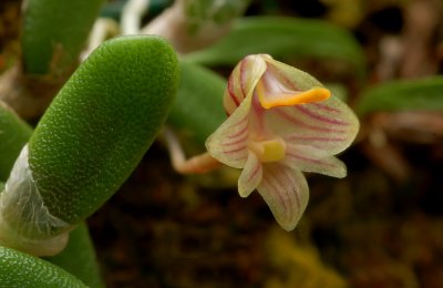 Dendrobium lichenastrum, 8 mm