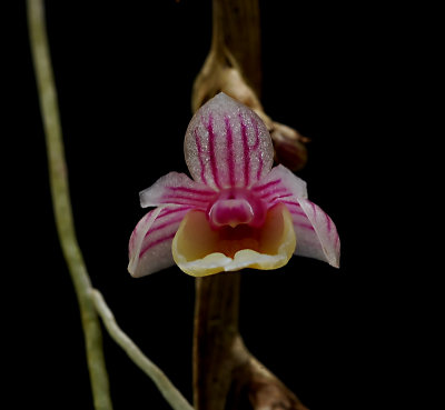 Dendrobium lobulatum,  5>7 mm