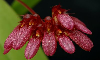 Bulbophyllum corolliferum, flowers 8 mm