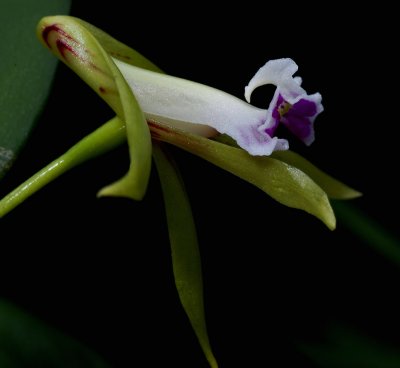 Dendrobium sp.  2 cm