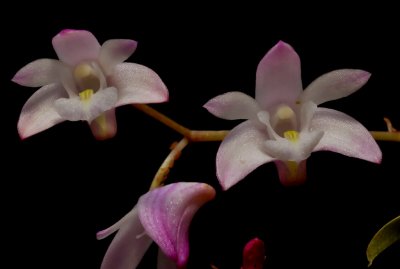 Dendrobium kingianum, 2 cm