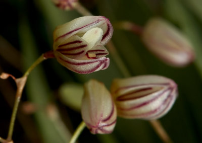 Pleurothallis mathildae, 5 mm