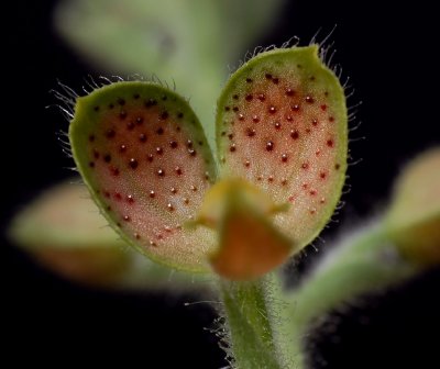 Ponthieva sp.  flower 1 cm with glowing dots, unique in the plantworld