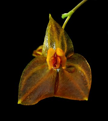 Lepanthes sijmii,  flower 1 cm