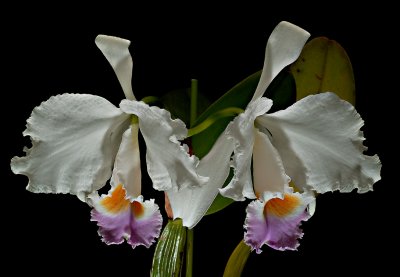 Cattleya trianaei semi-alba  ,  botanic ,  flower  12 cm