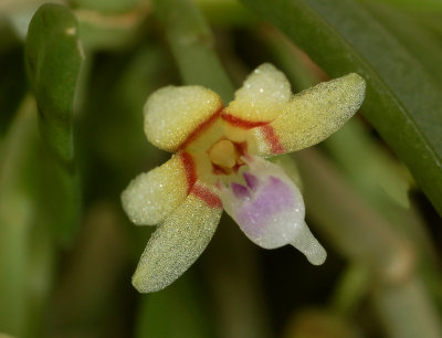 Saccolabium odoratissimum, botanic  flower 1 cm , strong sweet almond scent