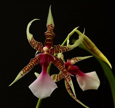 Oncidium hastilabium, botanic, flower about 8 cm,  sweet scent