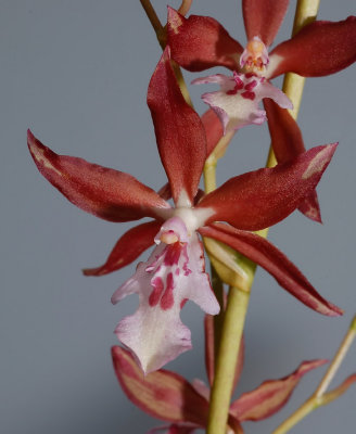 Oncidium schillerianum , botanic, 7 cm