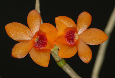 Dendrobium mohlianum, botanic , flowers 1.5 cm