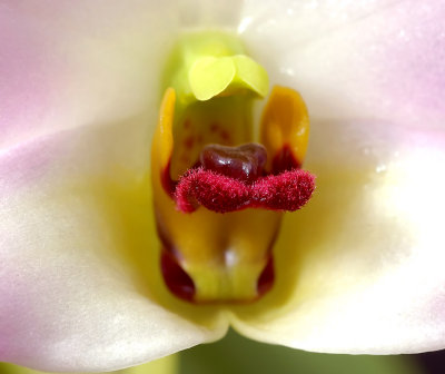 Dendrobium trantuanii, lip