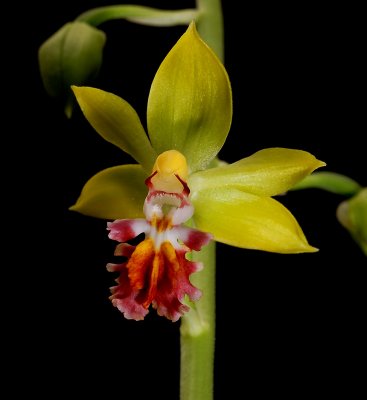 Calanthe tricarinata, botanic, 2.5 cm