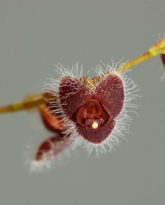 Stelis eublepharis,  flower 6-7 mm, Suriname