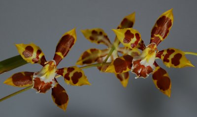Odontoglossum spectatissimum, botanic , flower 6 cm