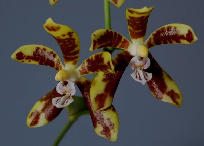 Phalaenopsis sp. 4 cm