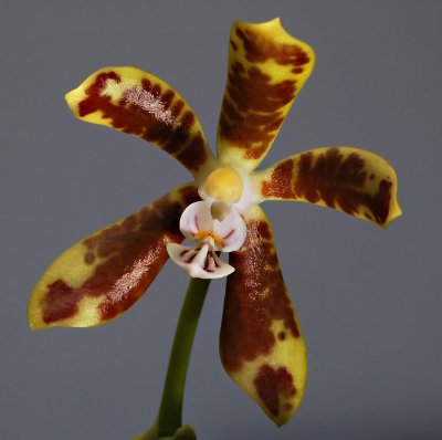 Phalaenopsis viridis