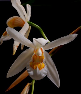 Coelogyne nitida, 5 cm