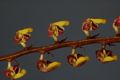Bulbophyllum falcatum, close