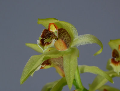 Coelogyne chloroptera, flower 2 cm