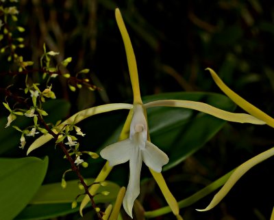 Epidendrum longiflorum  and  small  Epidendrum sp.
