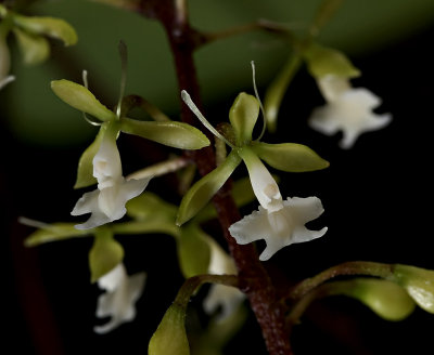 Epidendrum sp.  flowers 1 cm, previous flower