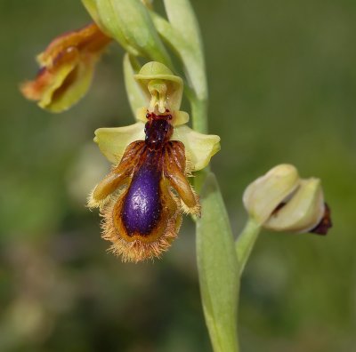 Spiegelorchis,  Ophrys speculum ssp. lusitanica