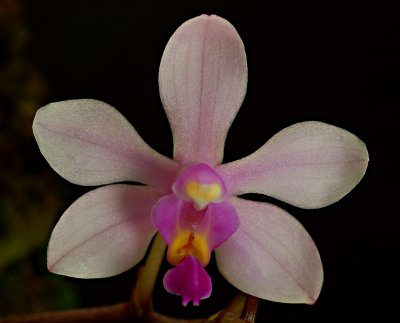 Phalaenopsis stoburtiana, 3.5 cm